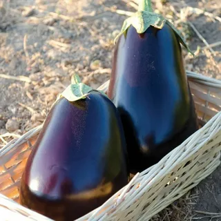 خرید بادمجان دلمه ای مشکی + بهترین قیمت